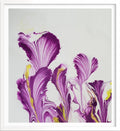 Colored by Nature-Purple